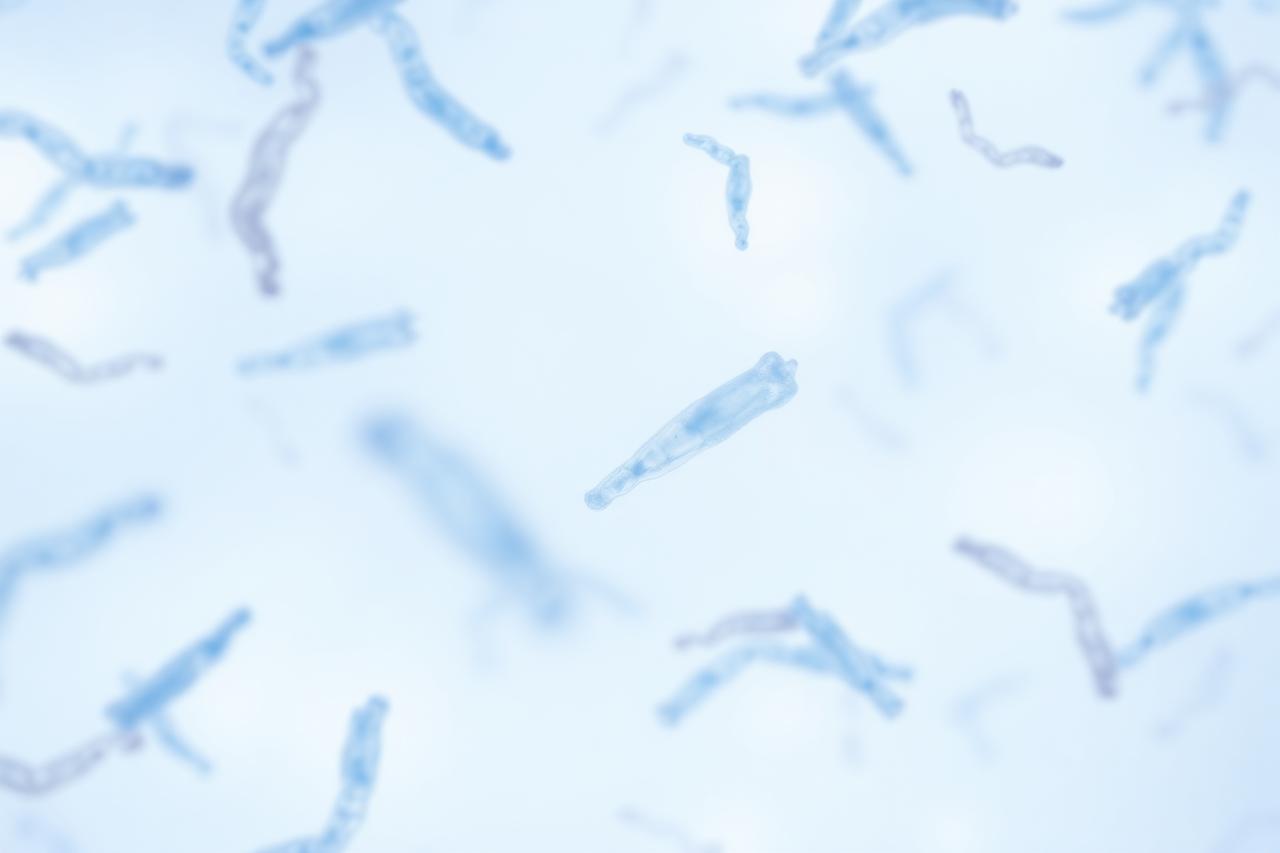 Microscopic view of mesenchymal stem cells