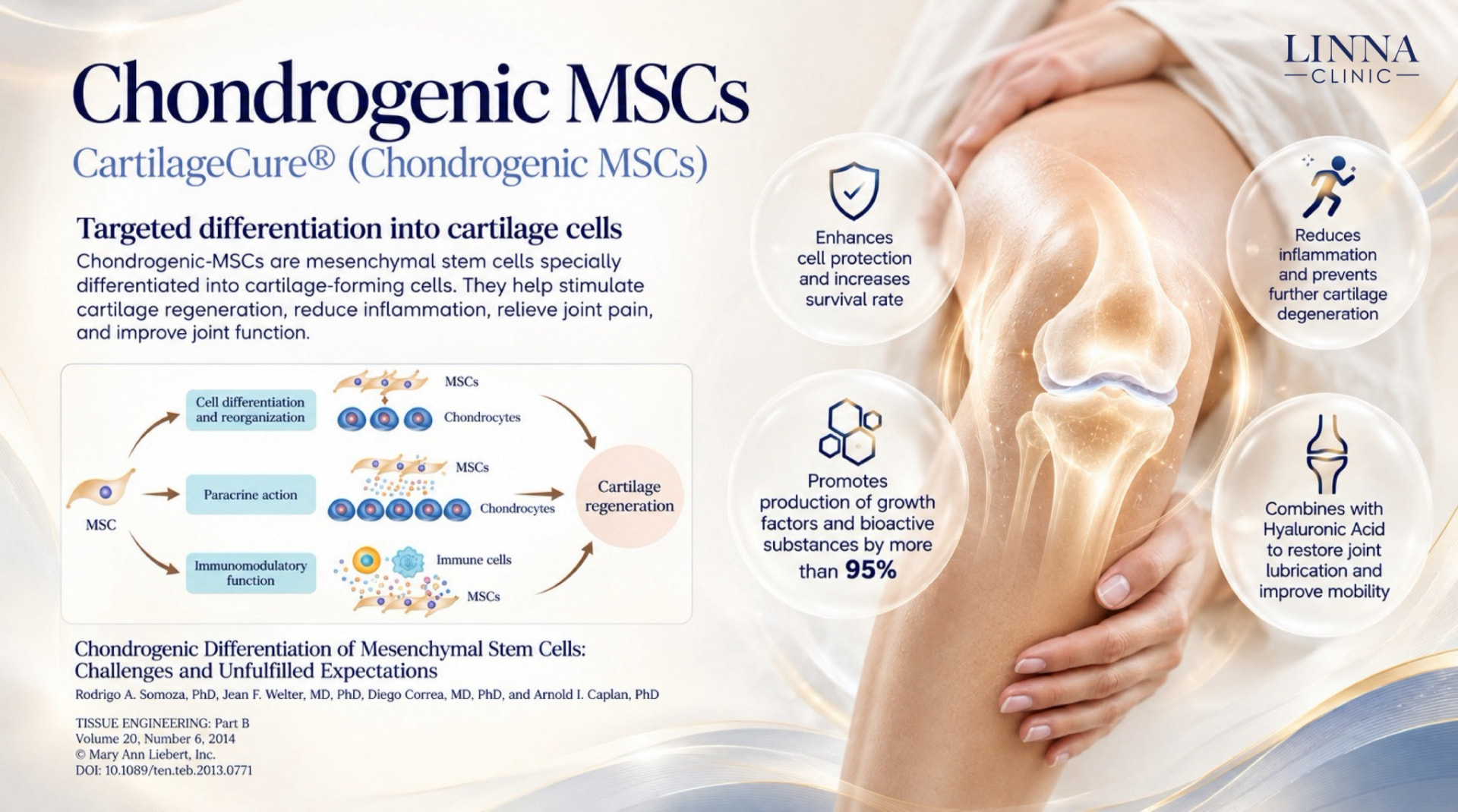 Chondrogenic MSC cartilage regeneration properties