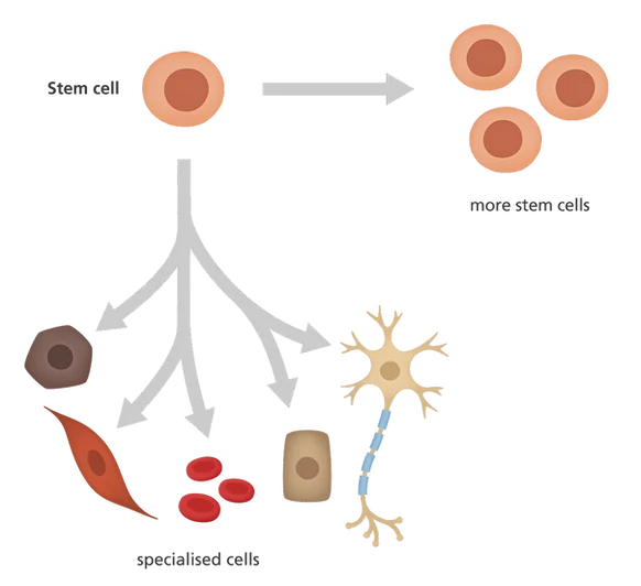 8 ข้อควรรู้ก่อนฉีดสเต็มเซลล์ Stem Cell หน้าใส ย้อนวัยระดับ DNA